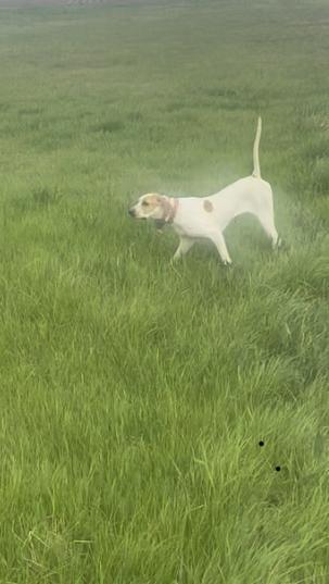 English Pointer