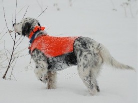 ENGLISH SETTER PUPS
