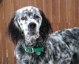 English Setter Pups