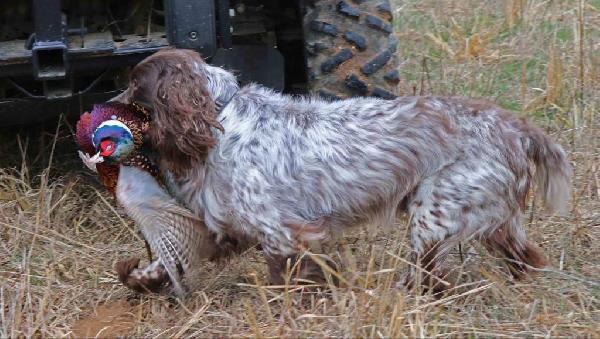 English Cocker Spaniel
