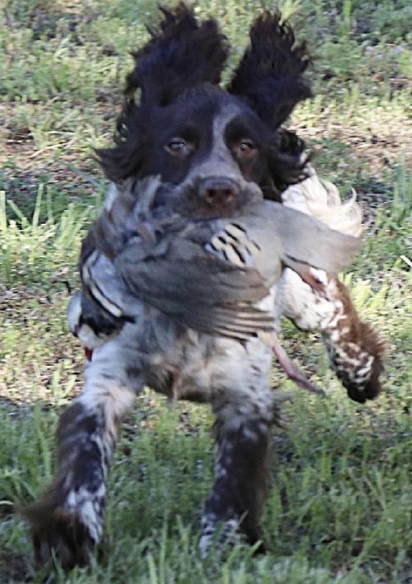 English Cocker Spaniel