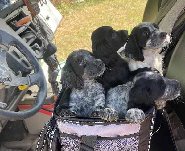 English Cocker Spaniel