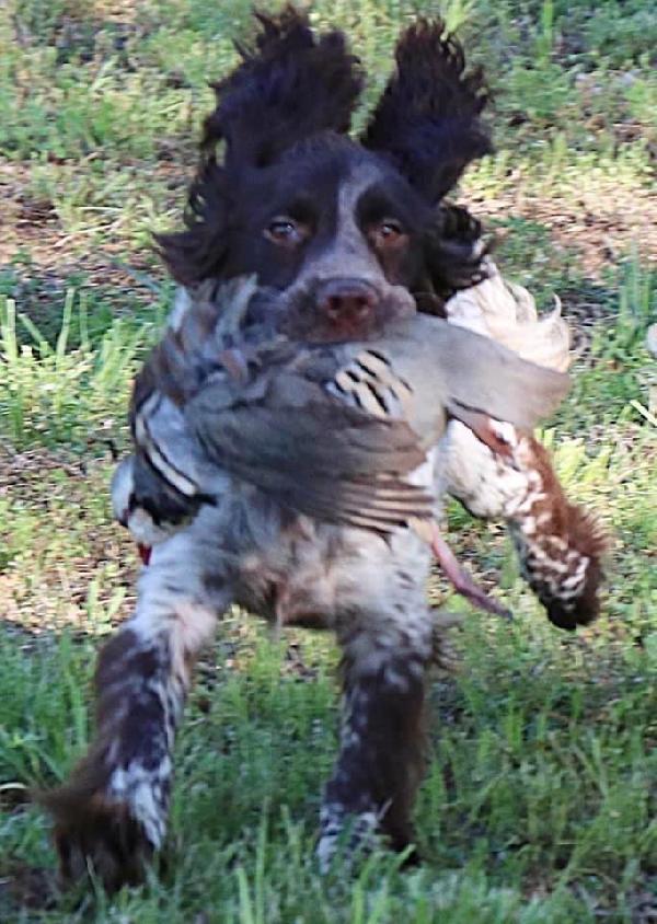 English Cocker Spaniel