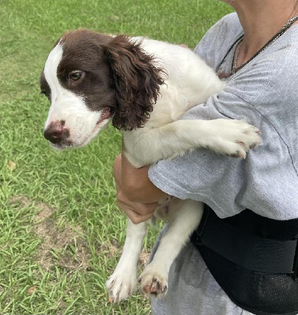 English Cocker Spaniel