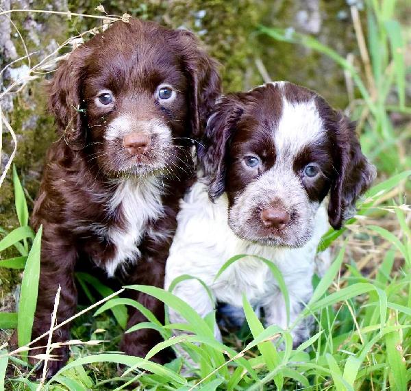 FIELD BRED ENGLISH COCKER - FEMALE PUPS English Cocker Spaniel