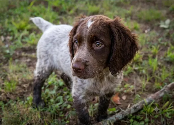 FIELD BRED ENGLISH COCKER English Cocker Spaniel