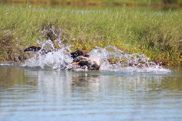 Labrador Retriever