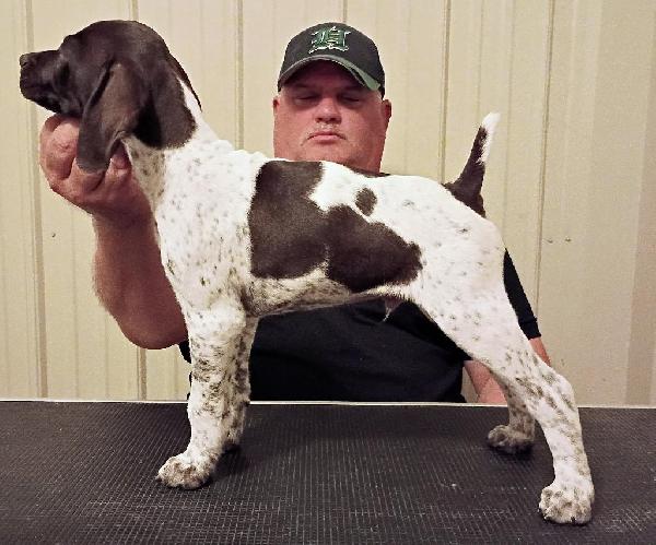 REPEAT BREEDING/ SERIOUS BIRDDOGS !!!!!! German Shorthaired Pointer