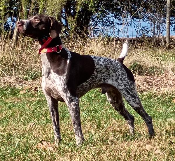WINTER 26 VON GREIF / EVOLUTION BREEDING !! German Shorthaired Pointer