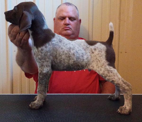 German Shorthaired Pointer