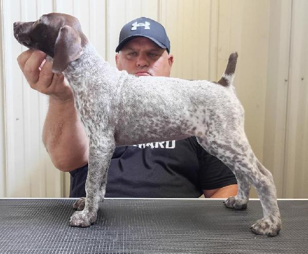 SELECTIVE BREEDING AT ITS FINEST German Shorthaired Pointer