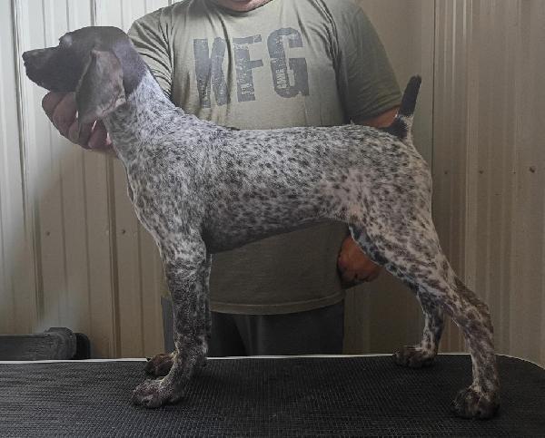 German Shorthaired Pointer
