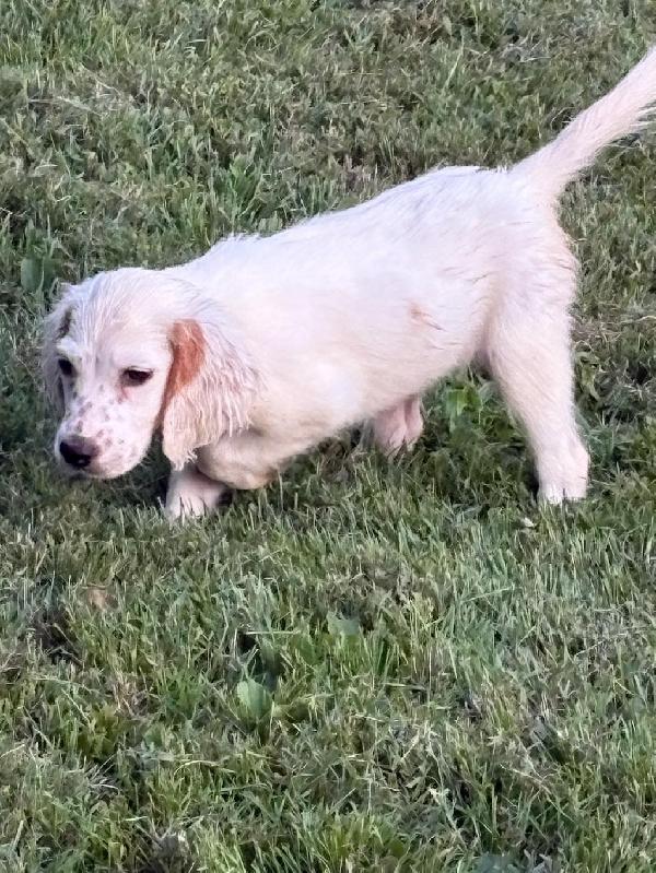Llewellin Setter