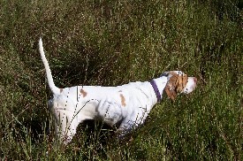 Broke Dog