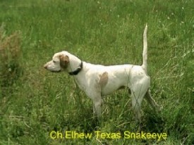 CH.Elhew Texas Snakeeye Coming litter