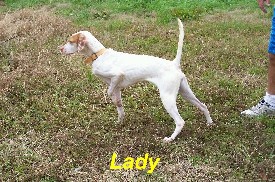 CH.Elhew Texas Snakeeye Coming litter