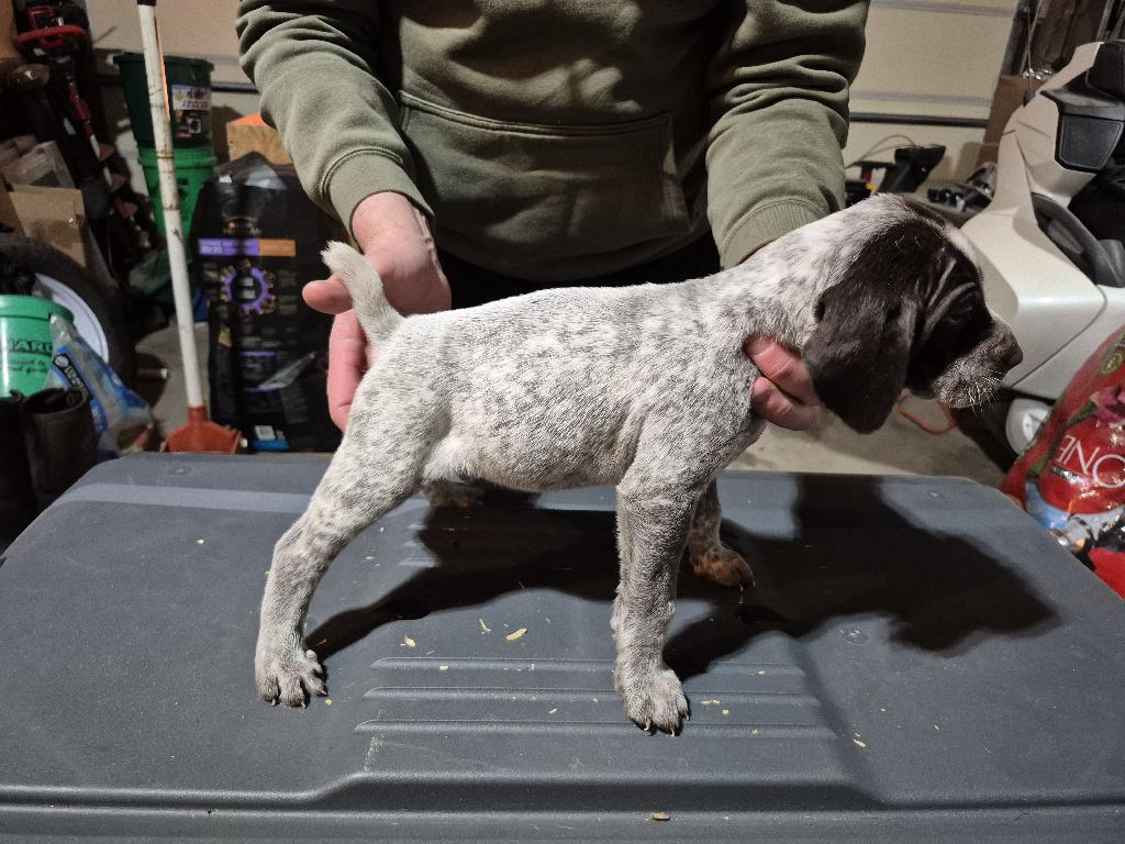 GERMAN WIREHAIR POINTERS German Wirehaired Pointer