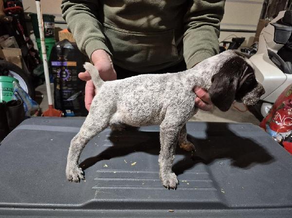 German Wirehaired Pointer