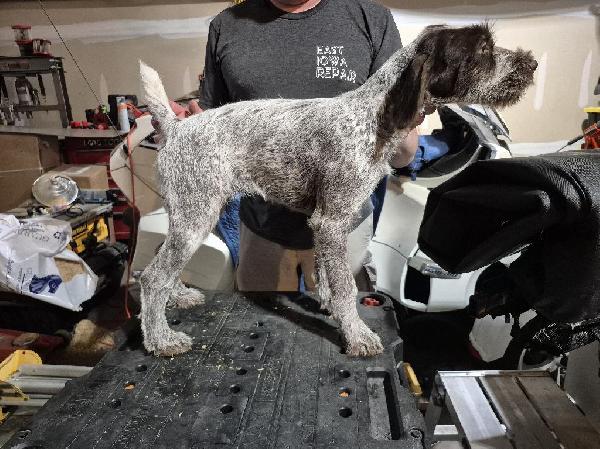 German Wirehaired Pointer