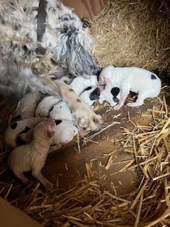 English Setter