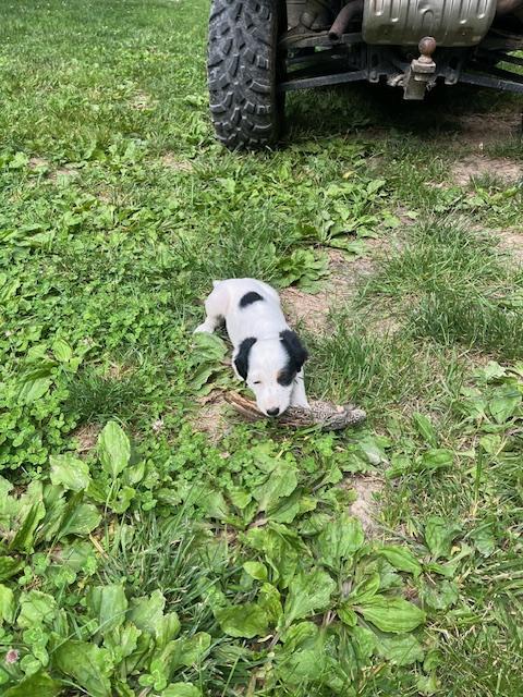 English Setter