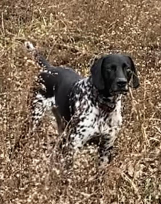 Black fashion ticked german shorthaired pointer