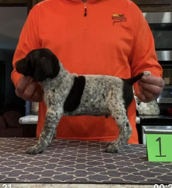 German Shorthaired Pointer