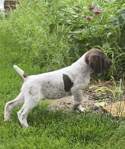German Shorthaired Pointer