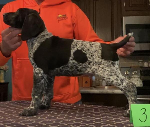 OHIO PUP 3