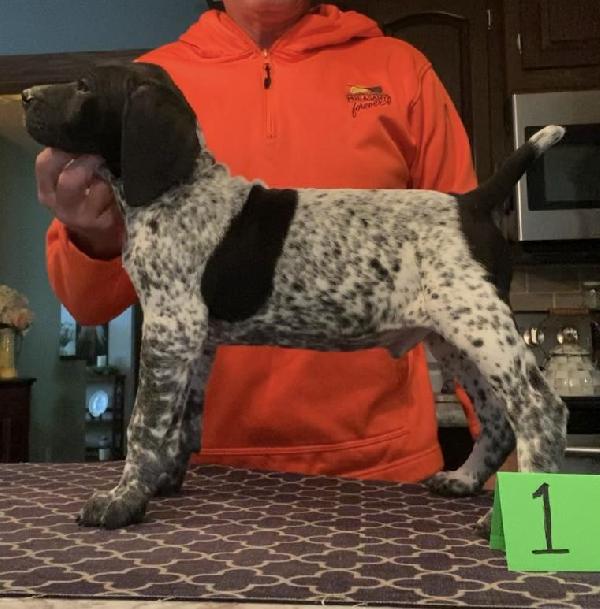 OHIO PUP 1 German Shorthaired Pointer