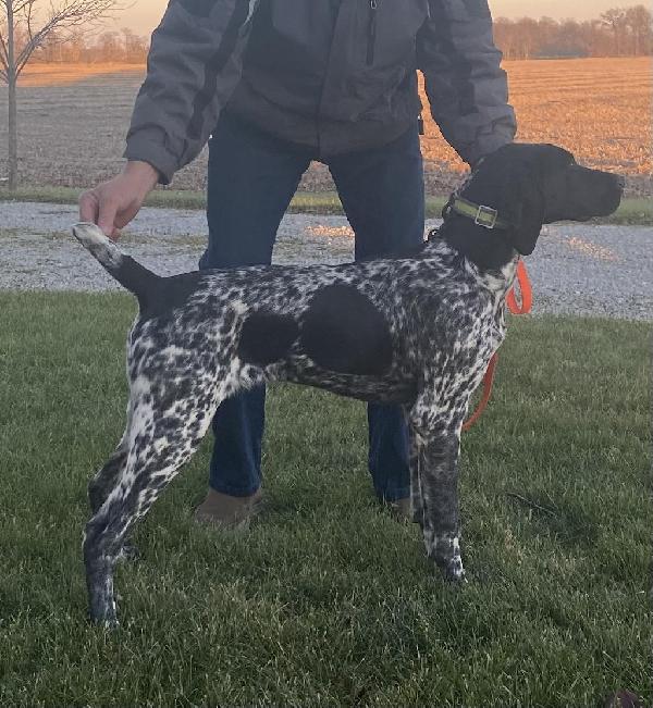 German Shorthaired Pointer