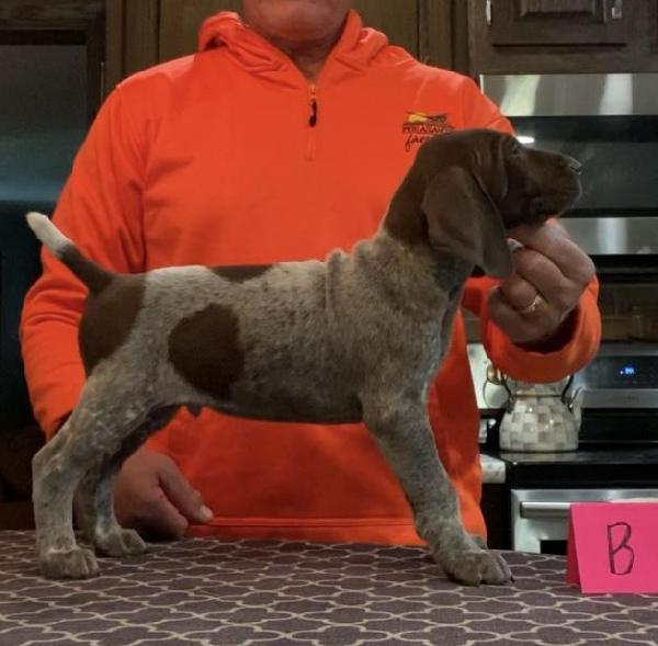 German Shorthaired Pointer