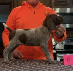 OHIO GERMAN SHORTHAIR PUPS