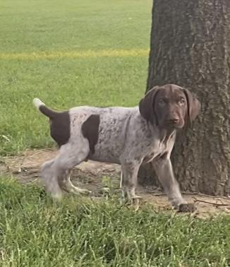 German Shorthaired Pointer