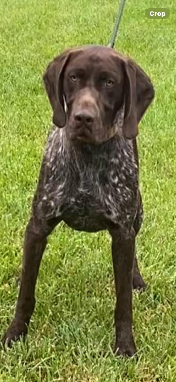 German Shorthaired Pointer
