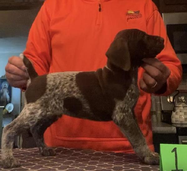 German Shorthaired Pointer