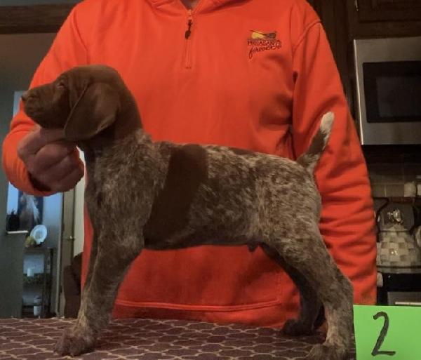 German Shorthaired Pointer