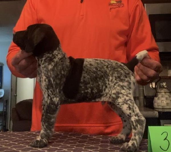 German Shorthaired Pointer