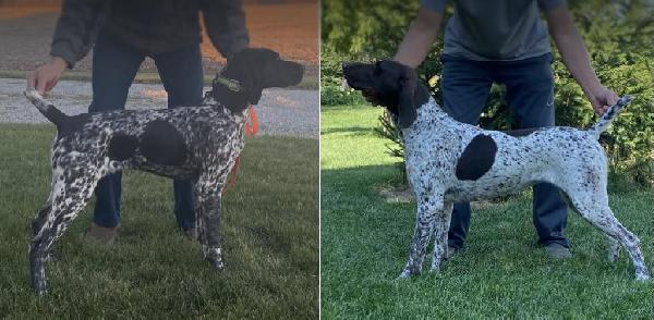German Shorthaired Pointer
