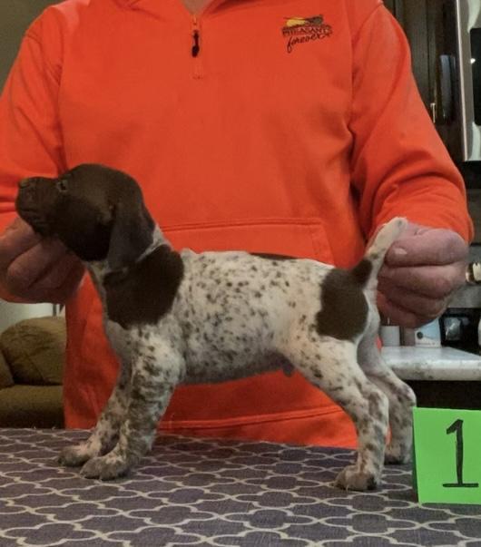 OHIO PUPS German Shorthaired Pointer