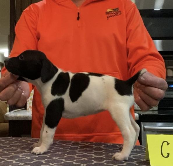 OHIO PUPS German Shorthaired Pointer