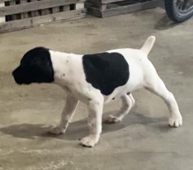 German Shorthaired Pointer