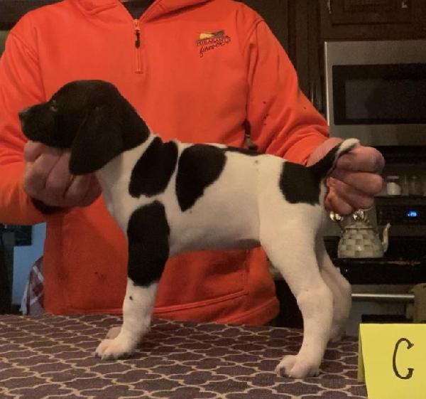 German Shorthaired Pointer