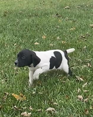 German Shorthaired Pointer