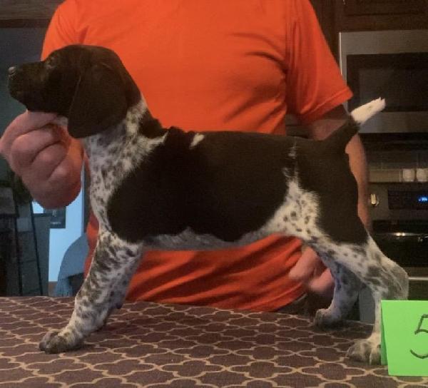 German Shorthaired Pointer