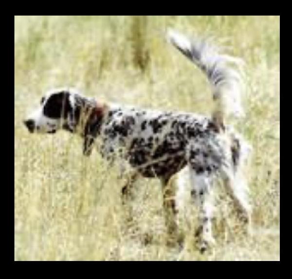 I’M DICK TOO English Setter