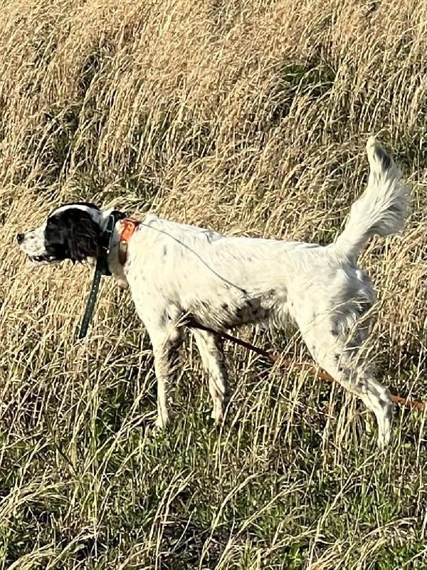 English Setter