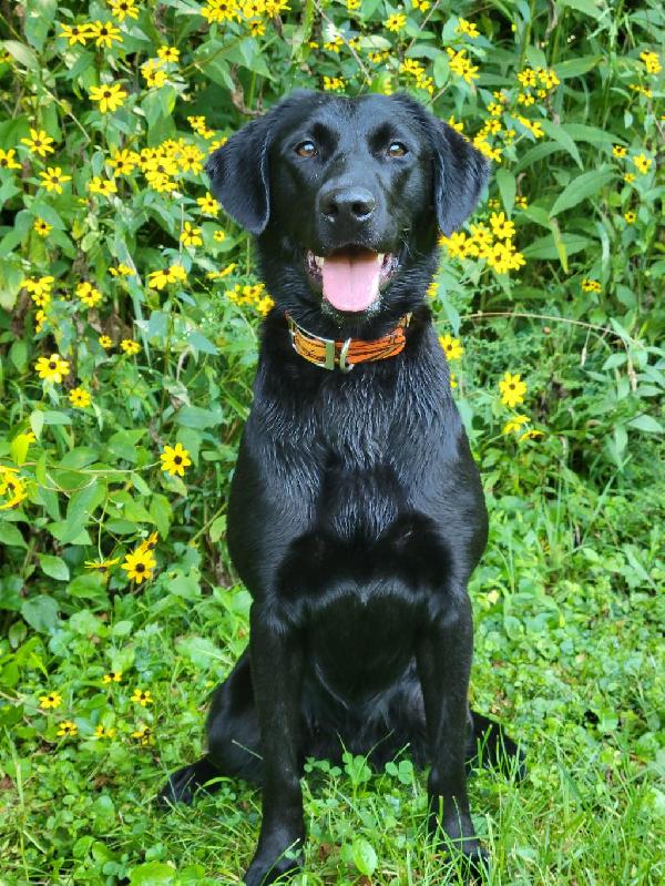 HRCH FINISHED BLACK LAB FEMALE Labrador Retriever