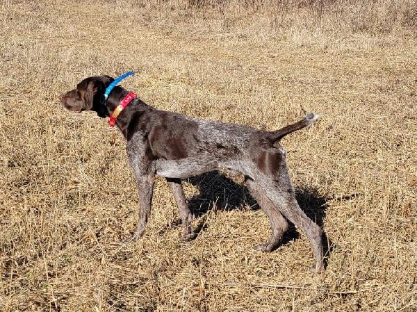 STARTED MALE GSP German Shorthaired Pointer