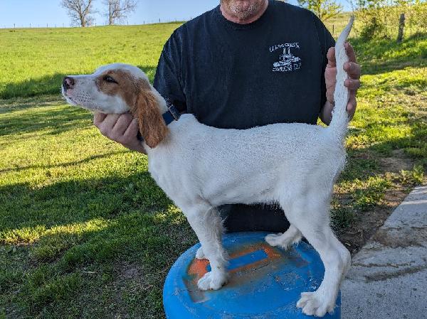 English Setter
